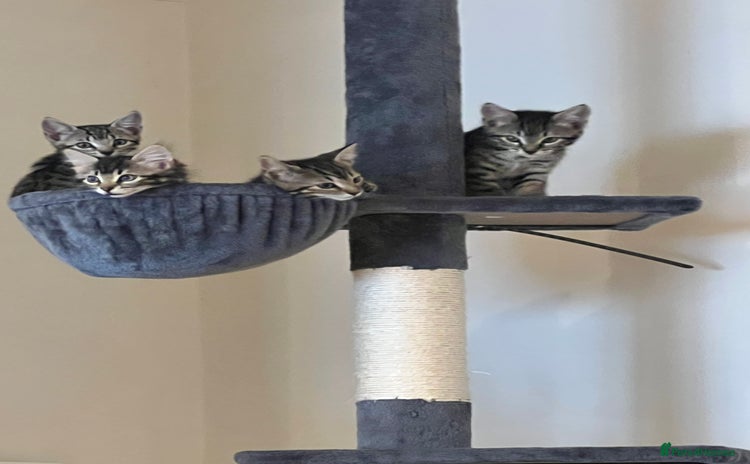 Bengal cats - Advert 12