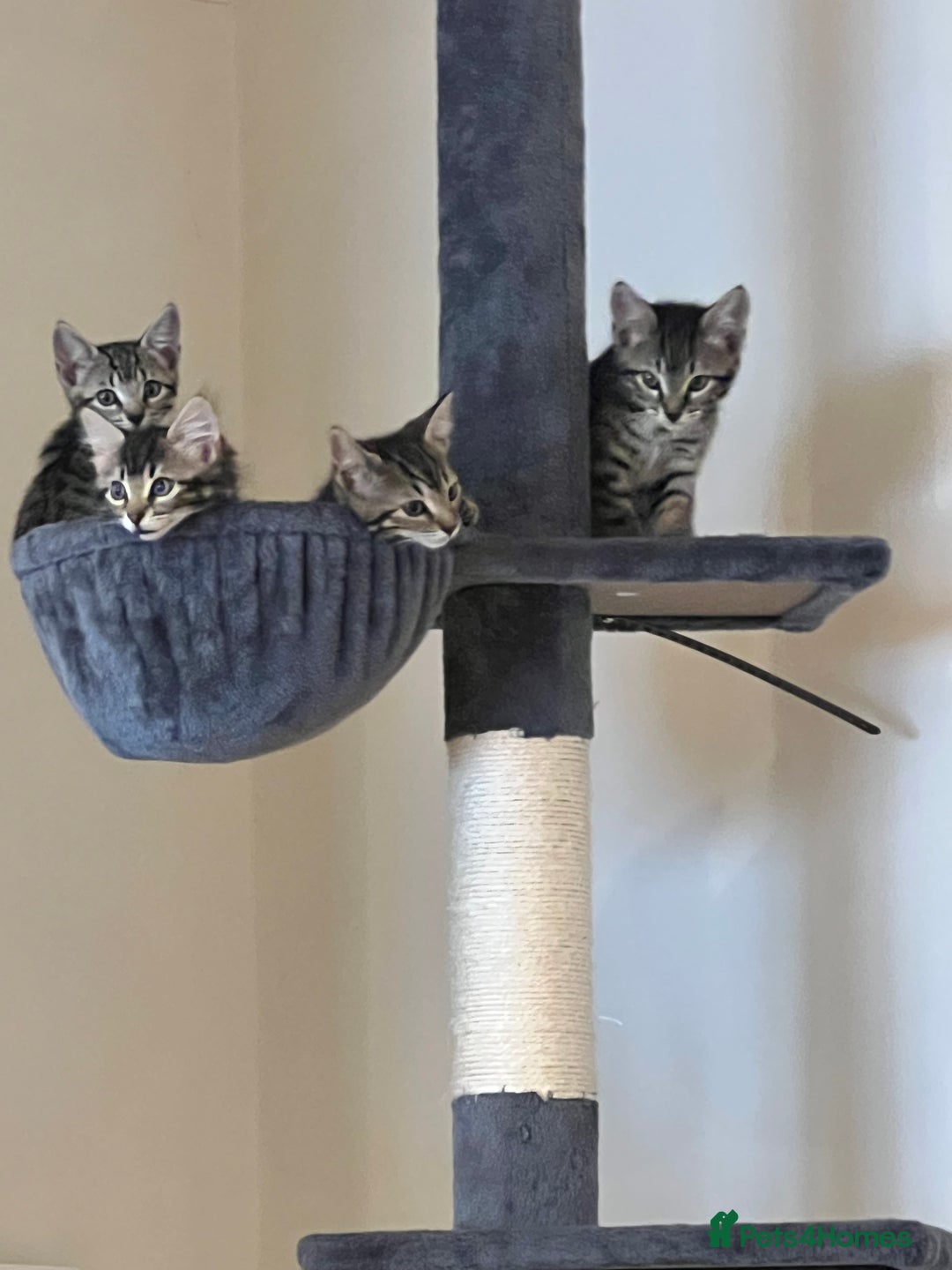 Bengal cats for sale: 4 Bengal cross kittens - Image 1