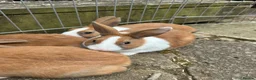 Rex rabbits for sale: Baby Dutch bunnies 10 weeks  - Advert 3