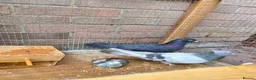 Pigeons birds for sale: X2 Female Pigeons  in Fareham - Advert 2