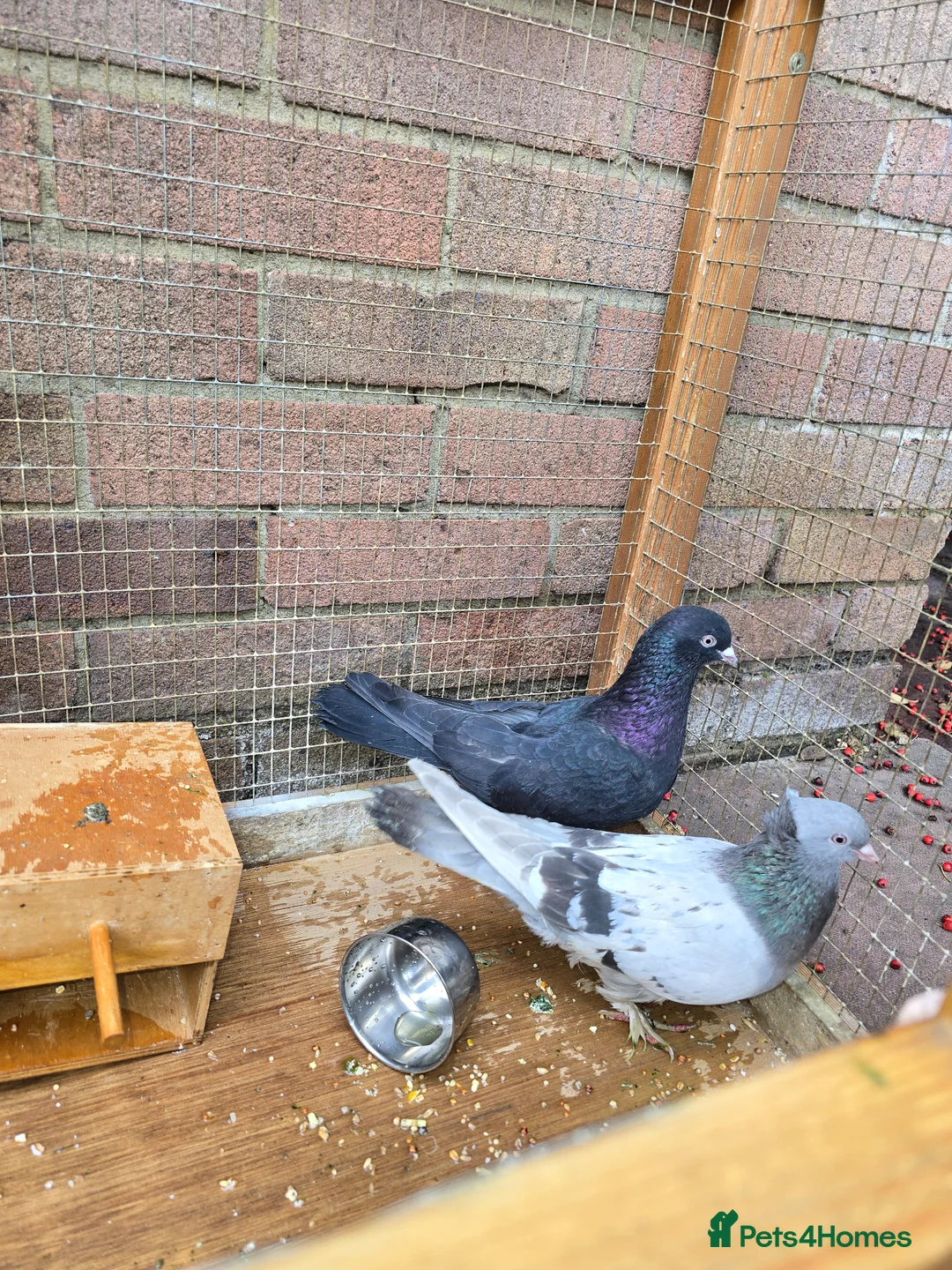 Pigeons birds for sale: X2 Female Pigeons  in Fareham - Advert 2