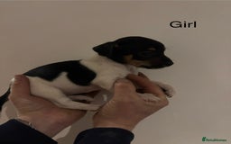 Jack Russell dogs for sale: Jack Russell Puppies For Sale - Advert 5