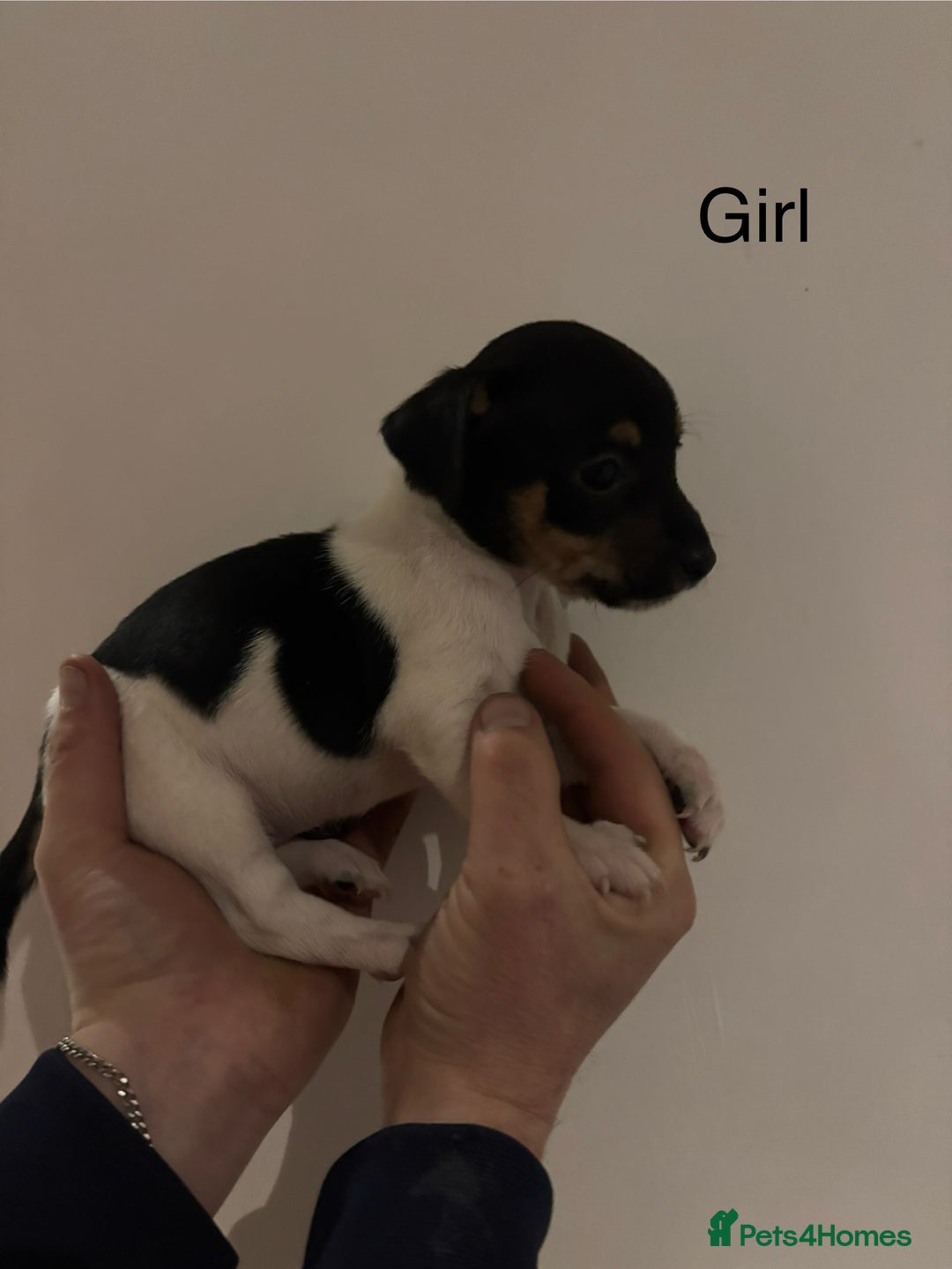 Jack Russell dogs for sale: Jack Russell Puppies For Sale - Advert 5