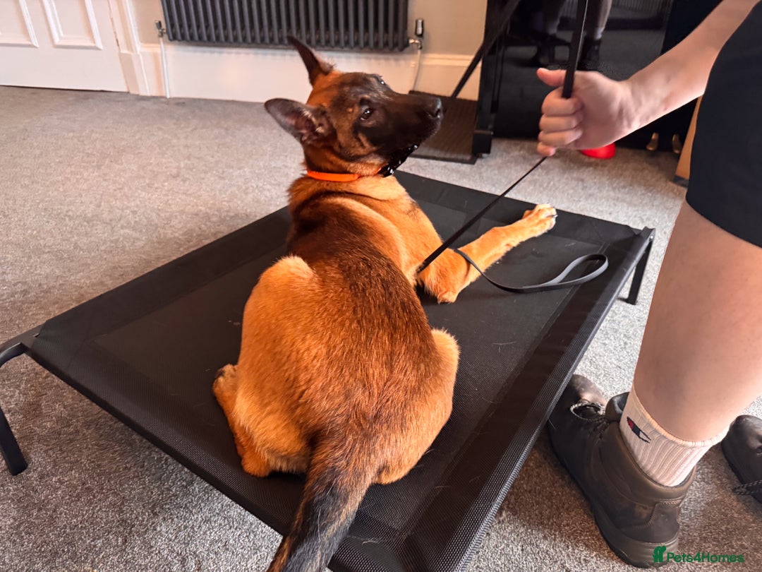 Belgian Shepherd Dog dogs for sale: Kairo - Urgent Rehome - Image 15