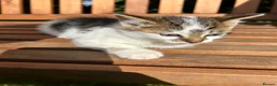 Mixed Breed cats for sale: Beautiful kittens for sale - Advert 11