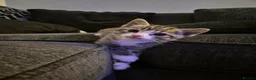Domestic Shorthair cats for sale: 3 beautiful kittens in Kidderminster - Advert 8