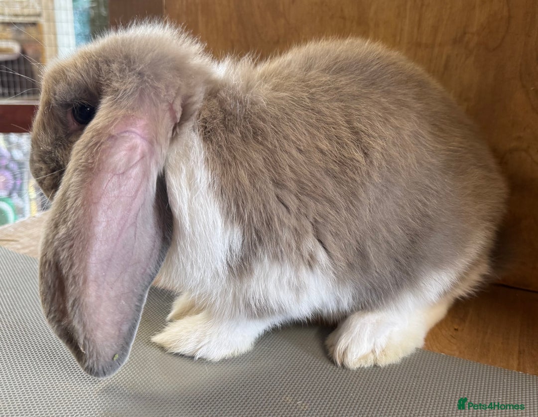 French Lop rabbits for sale: Beige Butterfly French Lop Baby Doe - Image 4