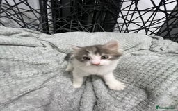 British Longhair cats for sale: Gorgeous fluffy kittens looking for forever home - Image 18