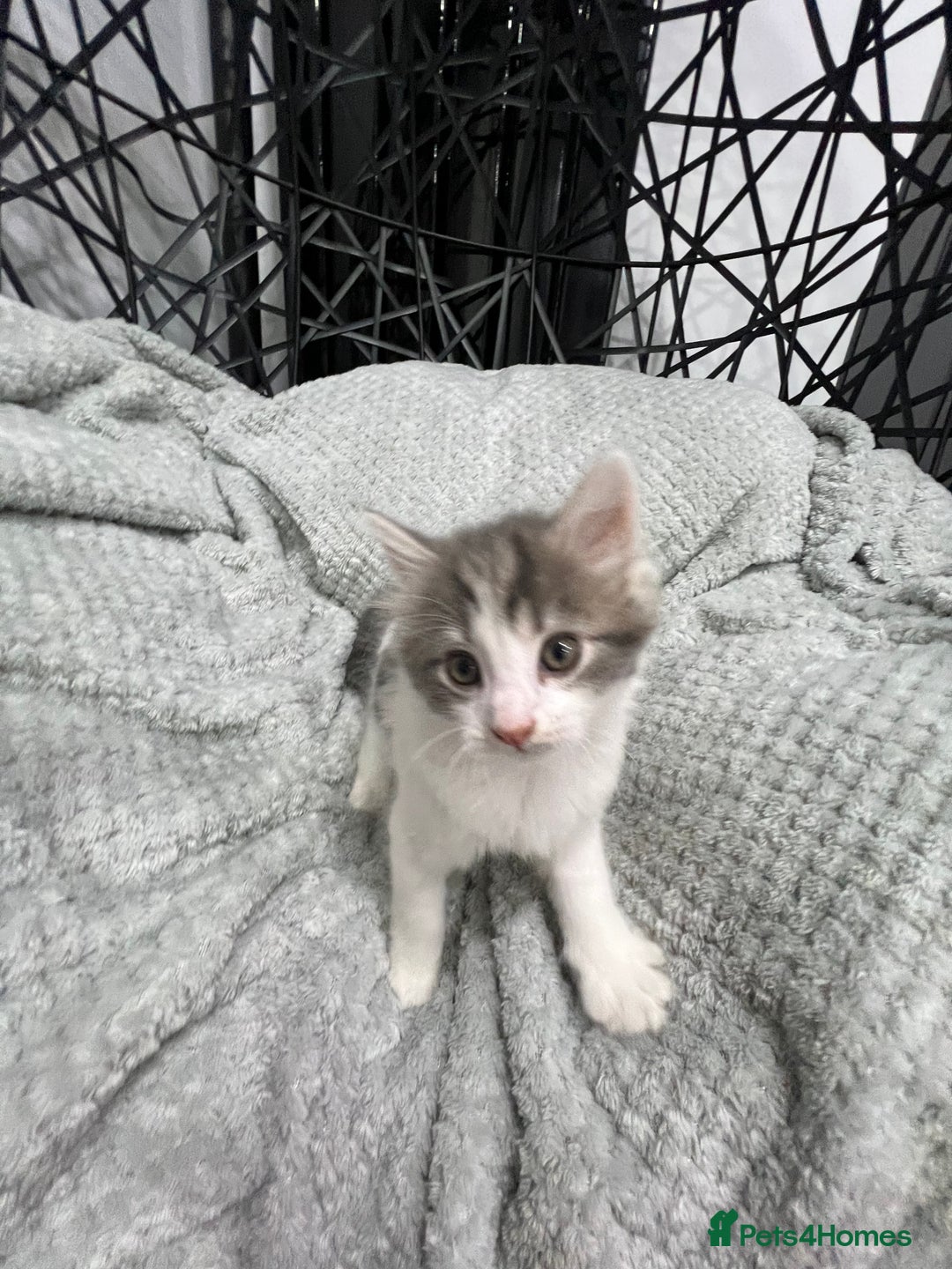 British Longhair cats for sale: Gorgeous fluffy kittens looking for forever home - Image 18