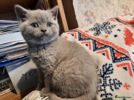 British Shorthair cats Gorgeous british shorthair male - Advert 3