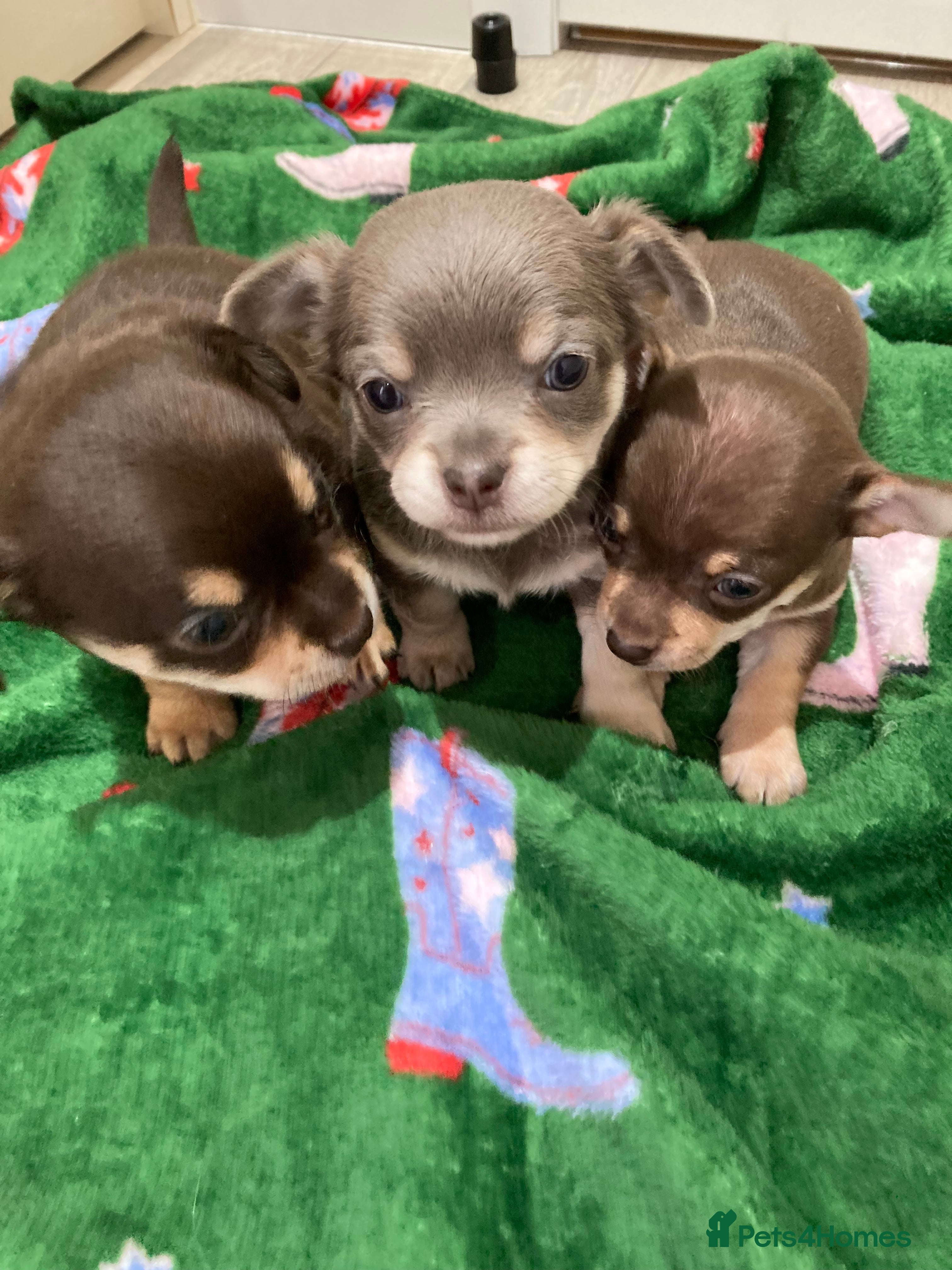 Chihuahua dogs  ** Chihuahua pups ready to leave 27th of Dec🎅🏼 - Advert 4