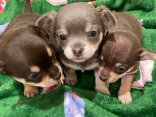 Chihuahua dogs ** Chihuahua pups ready to leave 27th of Dec🎅🏼 - Advert 6