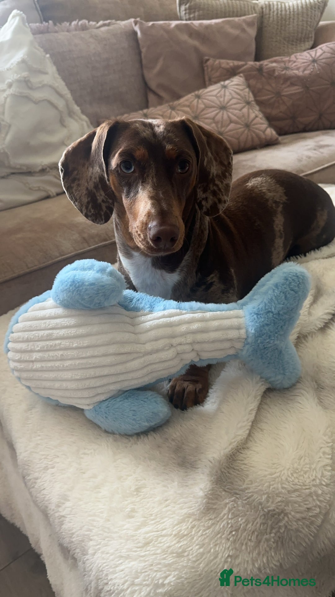 Dachshund dogs for sale: Rehoming 3 year old  - Image 1