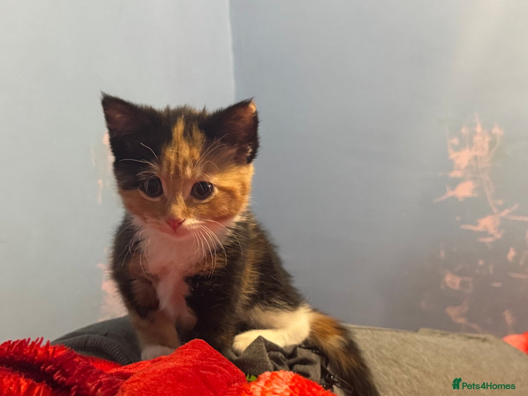 Mixed Breed cats for sale: Nebu/nova and luna(mother) - Advert 7