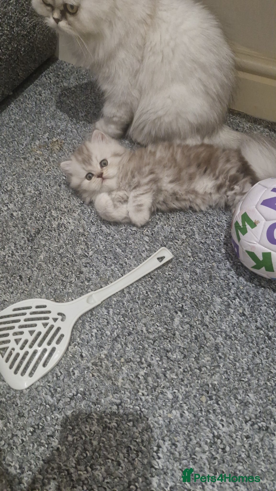 Persian cats 3 lovely kittens Persian Doll Face - Advert 2