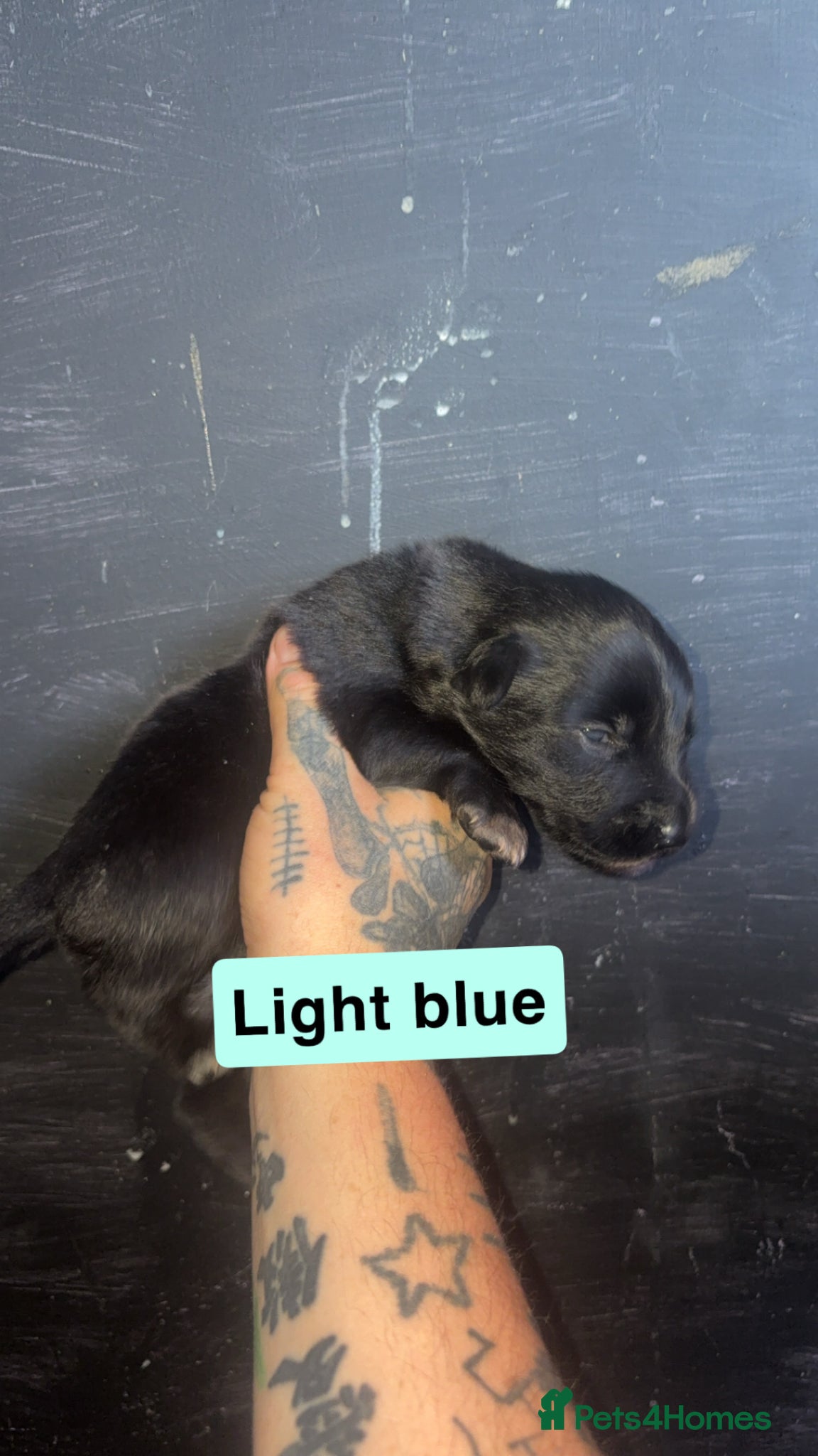 Mixed Breed dogs for sale: Mali X collie puppies - Advert 6