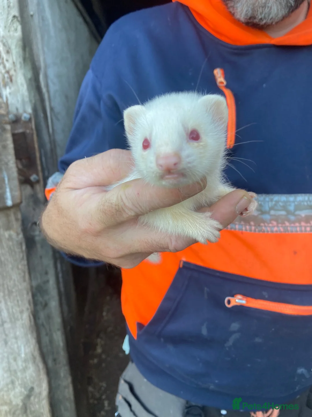 Mixed Breed livestock for sale: Ferrets and polecats in Heywood - Advert 2