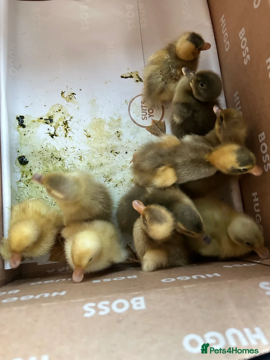 Ducks poultry for sale: Indian Runner Duck Hatching Eggs - Advert 4