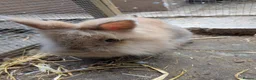 Lionhead rabbits for sale: Lionhead x Netherland dwarfs  - Advert 11
