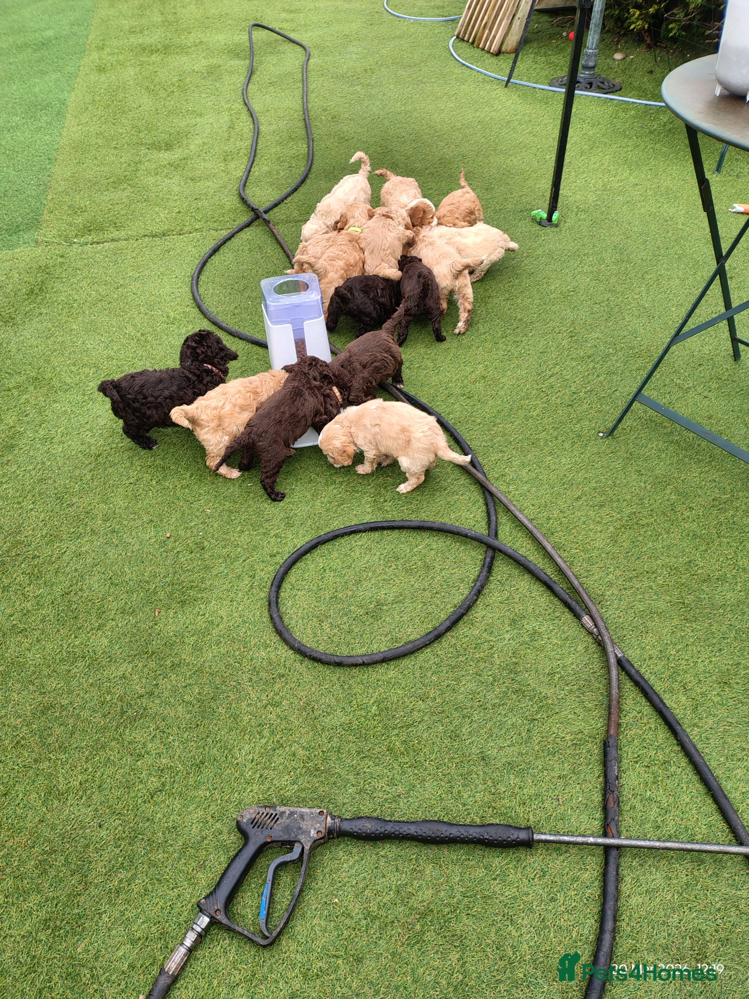 Cockapoo dogs Cockapoos genuine first cross - Advert 2