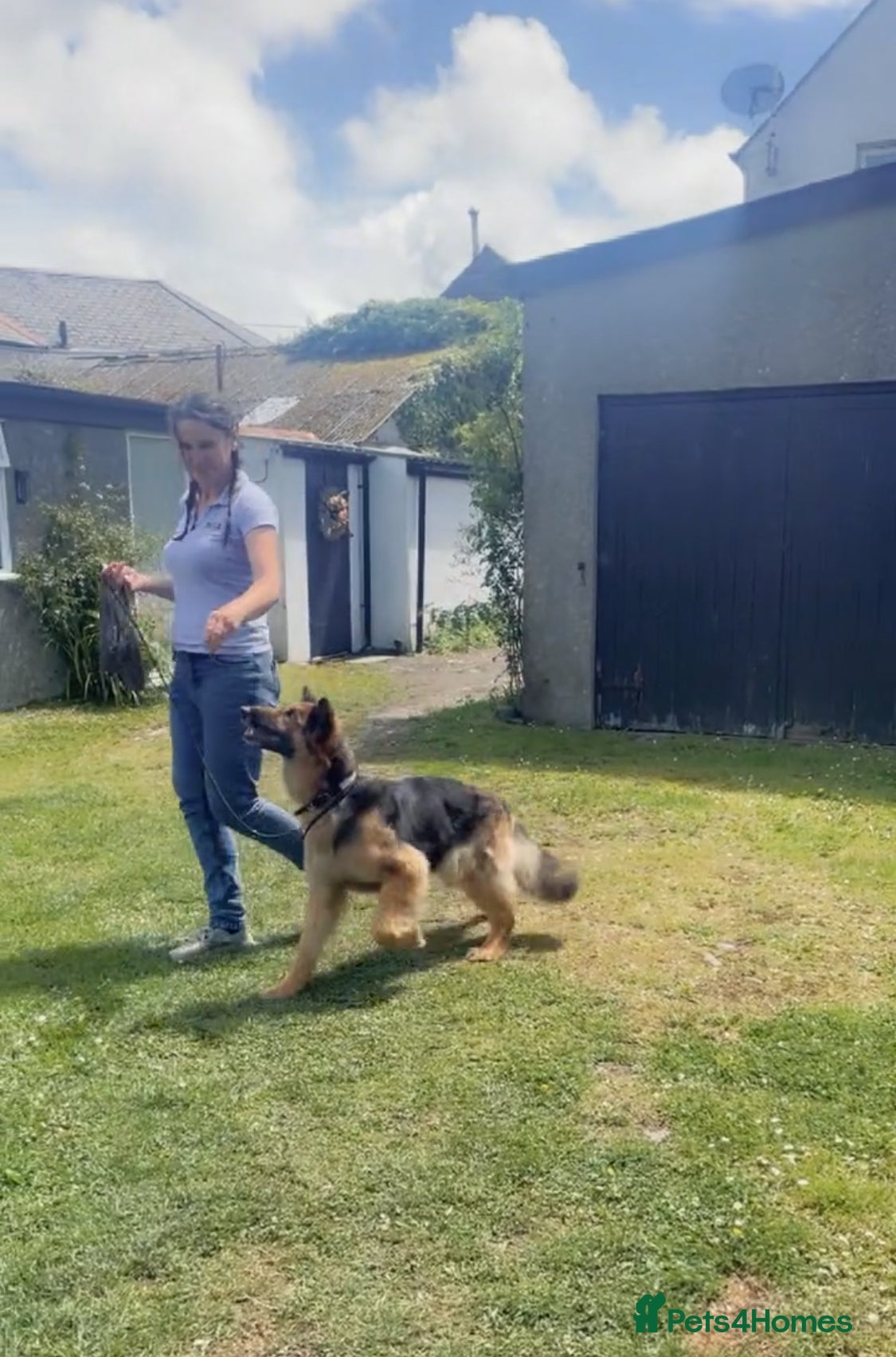 German Shepherd dogs 🌟 Meet Narla The Dog Who Will Steal Your Heart 🌟 - Advert 1