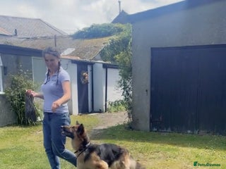 German Shepherd dogs 🌿 Narla’s Story 🌿 - Advert 9