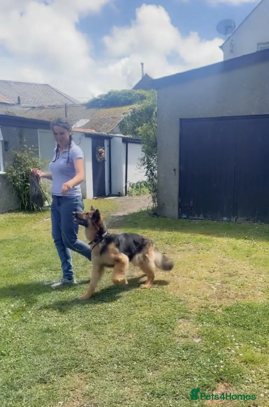 German Shepherd dogs for sale: Narla – German Shepherd Needs a Home - Advert 2