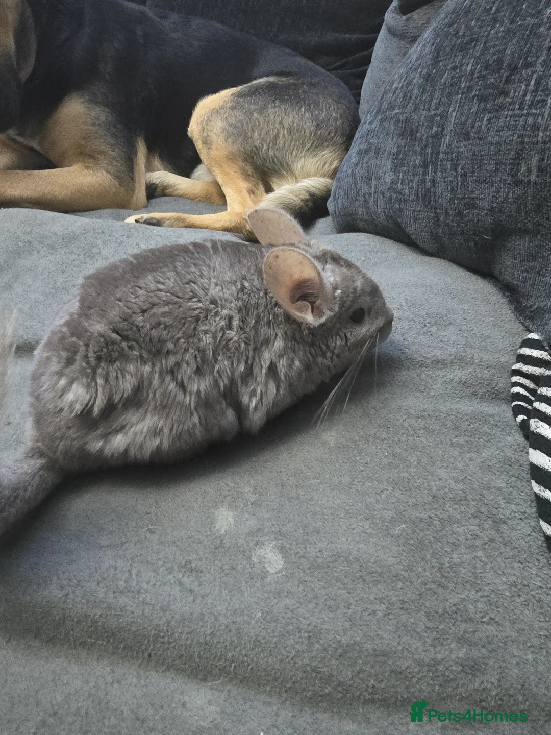 Chinchilla rodents for sale: Lovely Hetero baige Chinchilla kits  - Advert 5