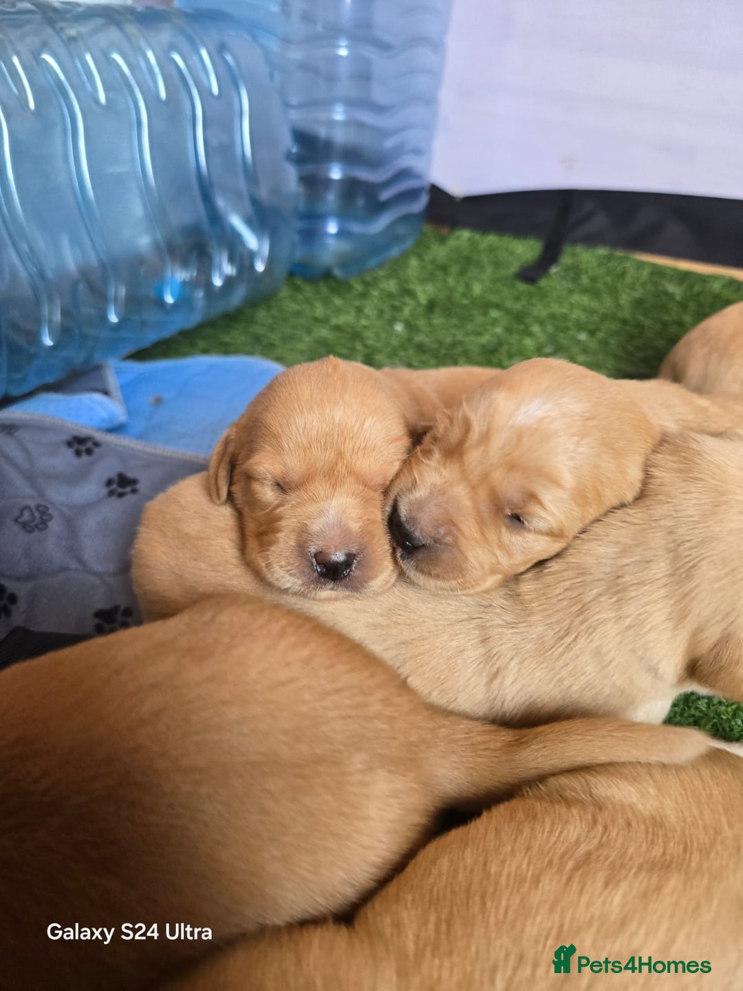 Golden Retriever dogs for stud: Fox red Golden retriever for stud, proven sire - Advert 10