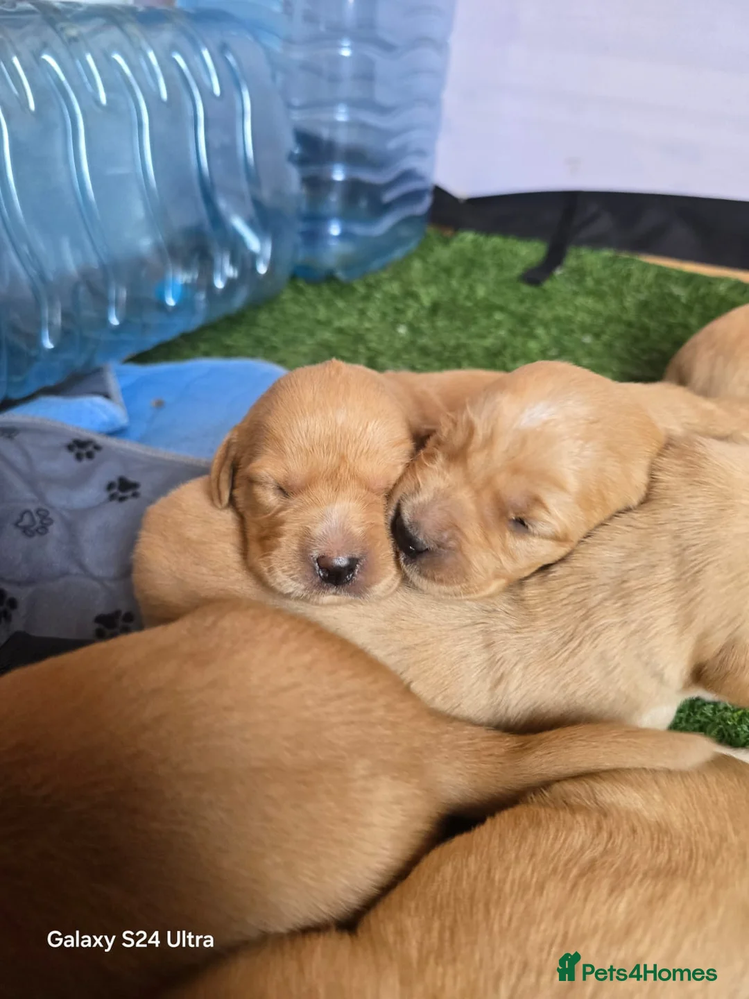 Golden Retriever dogs for stud: Fox red Golden retriever for stud, proven sire - Advert 10