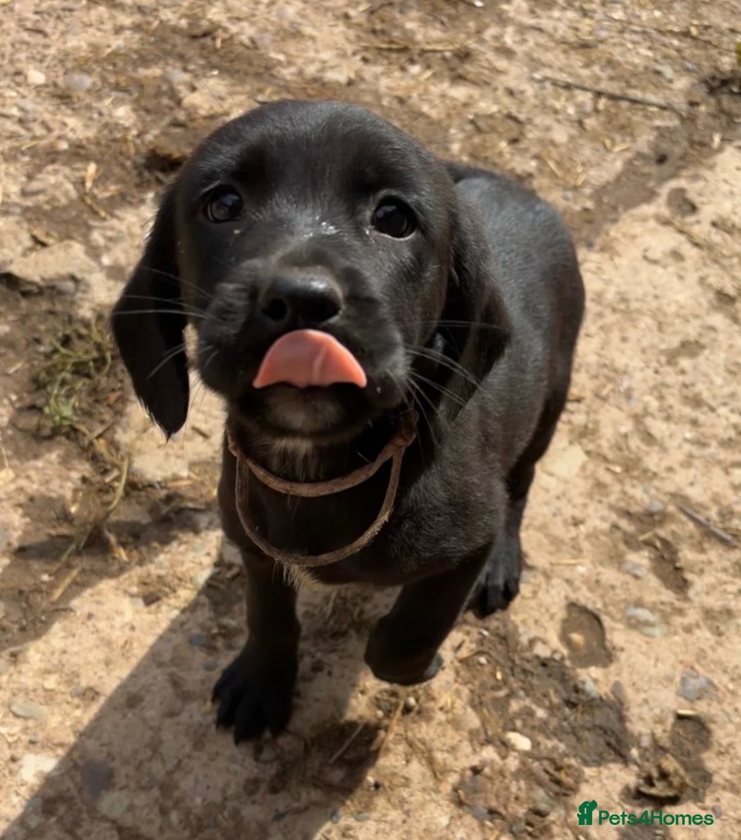 Springador dogs for sale: Springador pups  - Advert 2