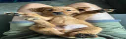 Golden Retriever dogs for sale: KC Golden Retriever Fox Red Working Pups - Advert 2