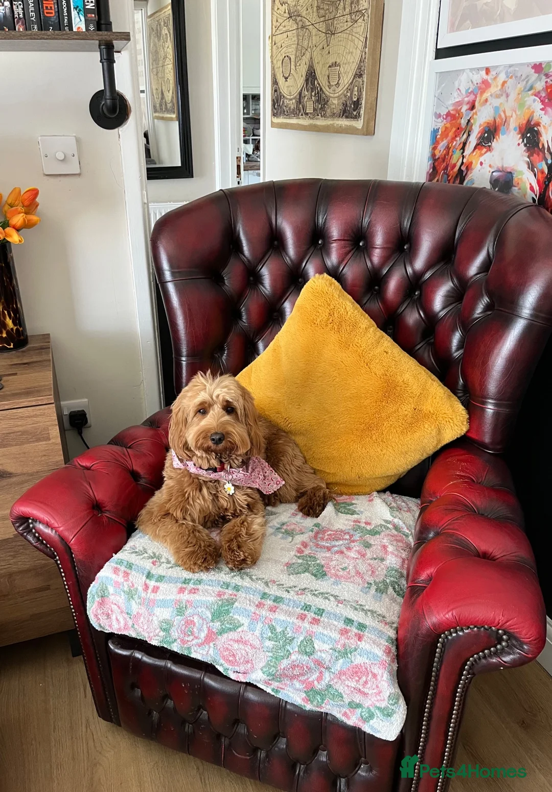 Cockapoo dogs for sale: Cockapoo Hypoallergenic F1bb puppies for sale  - Advert 1