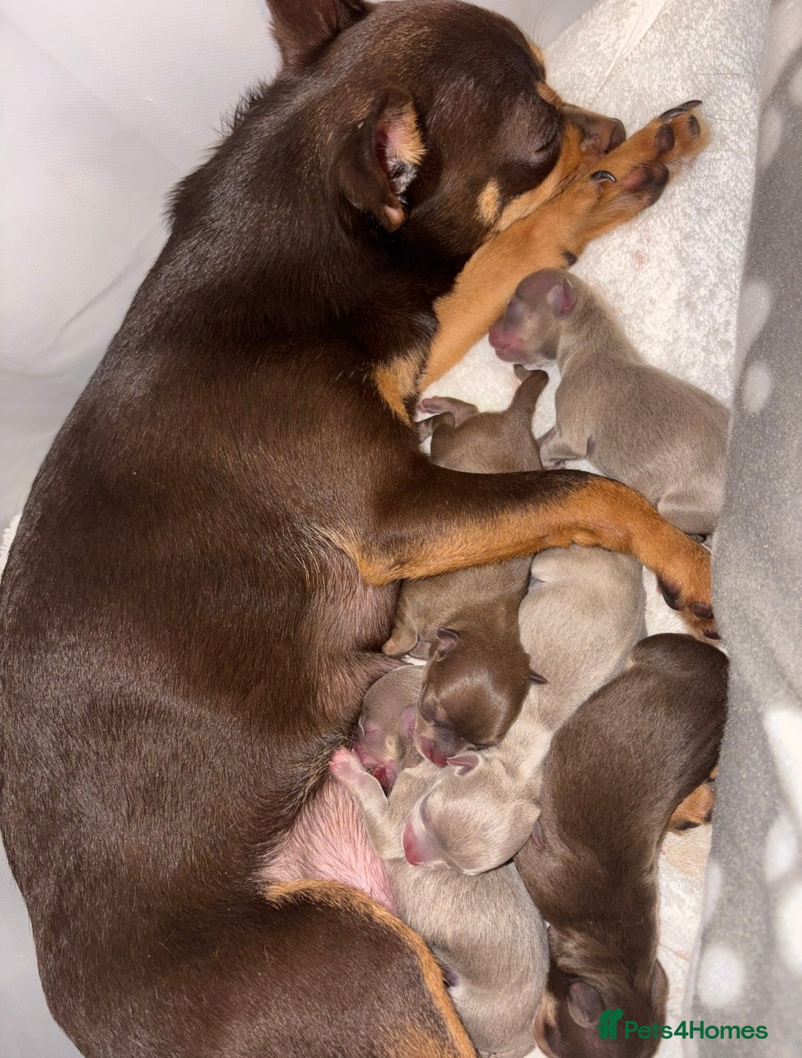 Chihuahua dogs Adorable Chihuahua Puppies, Loving Temperaments 🐾 - Advert 4