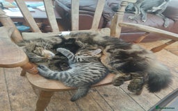 Domestic Shorthair cats for sale: 4 beautiful kittens ready now - Image 2