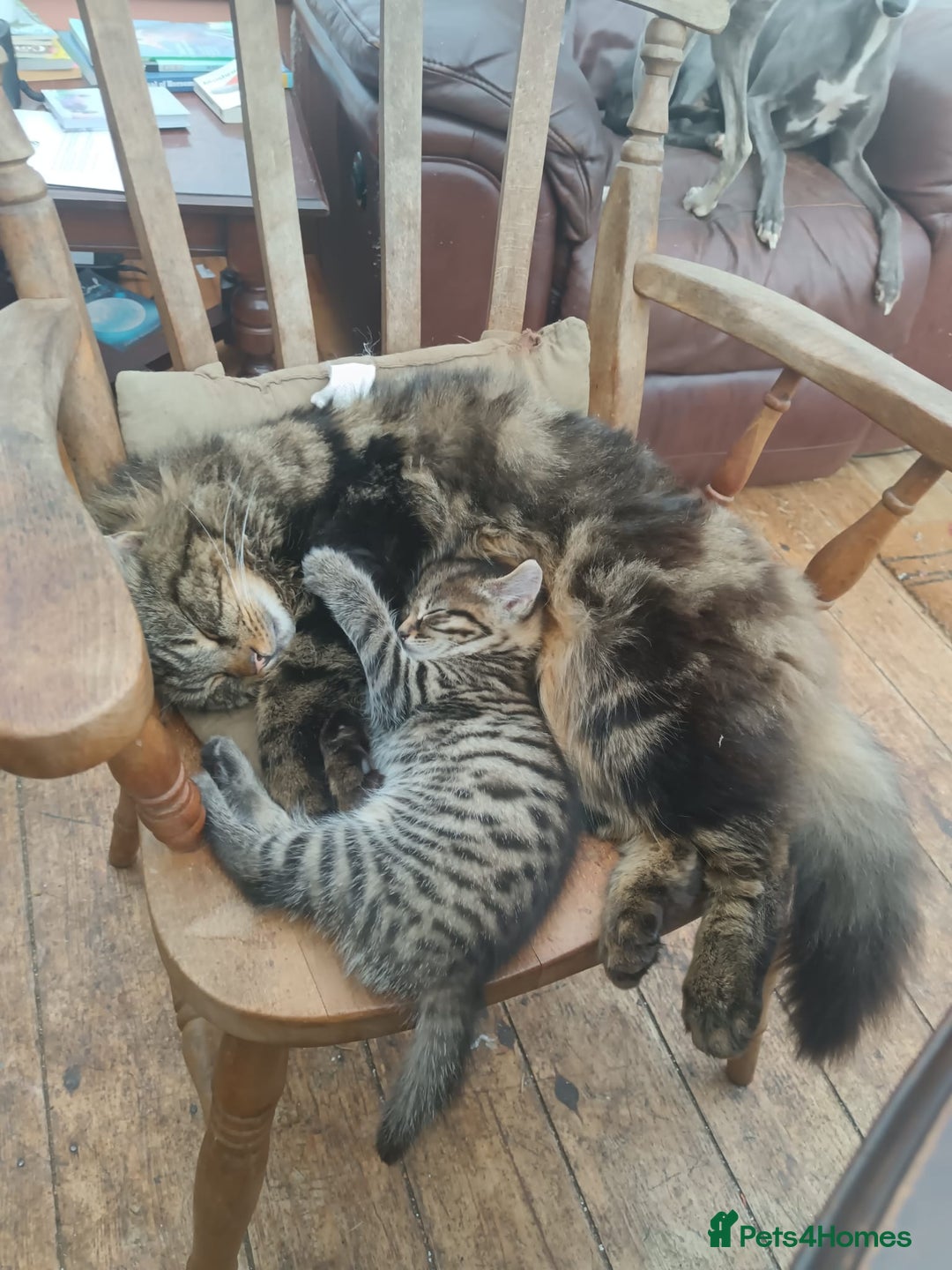 Domestic Shorthair cats for sale: 4 beautiful kittens ready now - Image 2