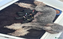 Labradoodle dogs for sale: Labradoodles  - Image 17
