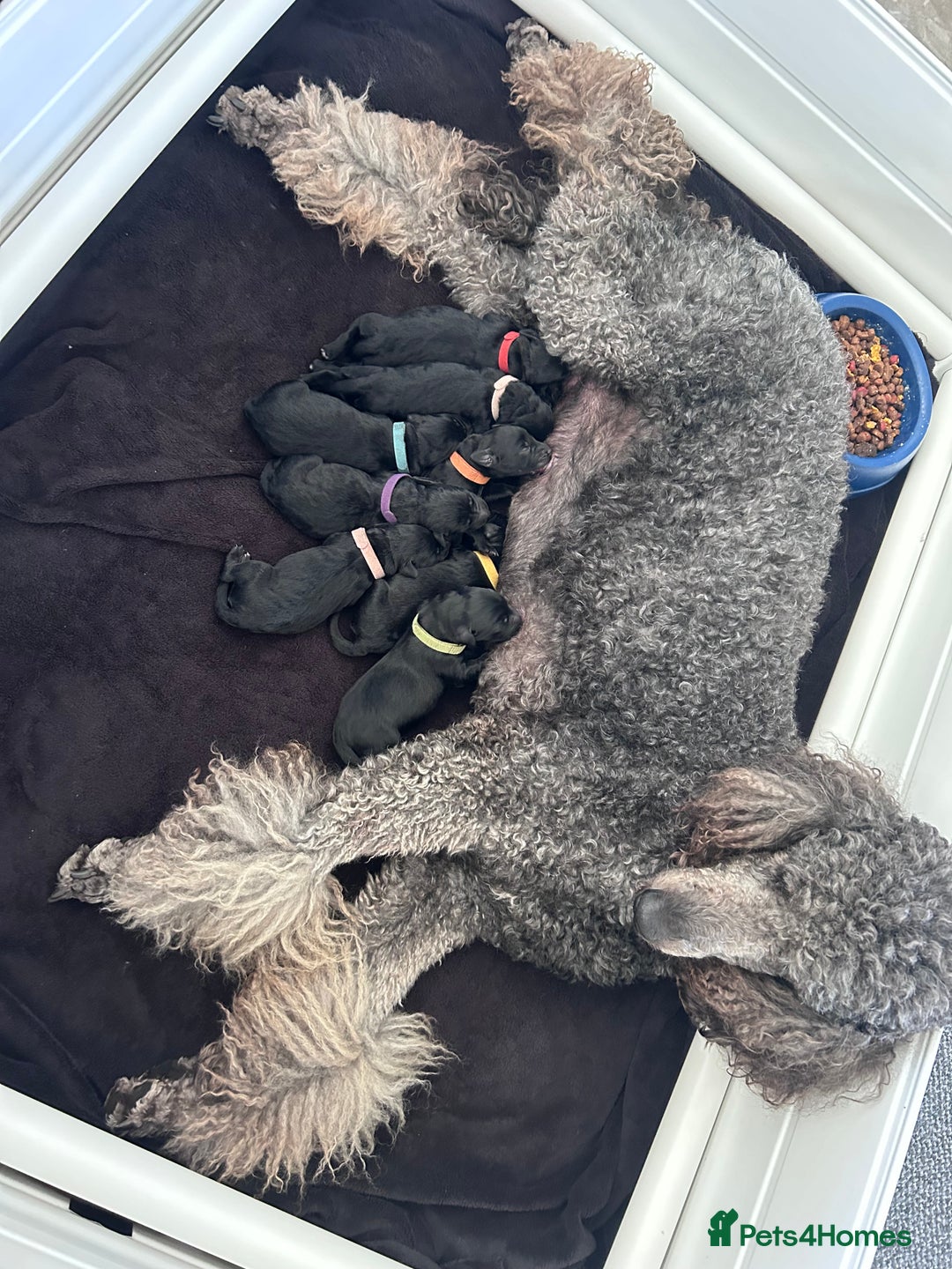 Labradoodle dogs for sale: Labradoodles  - Image 17