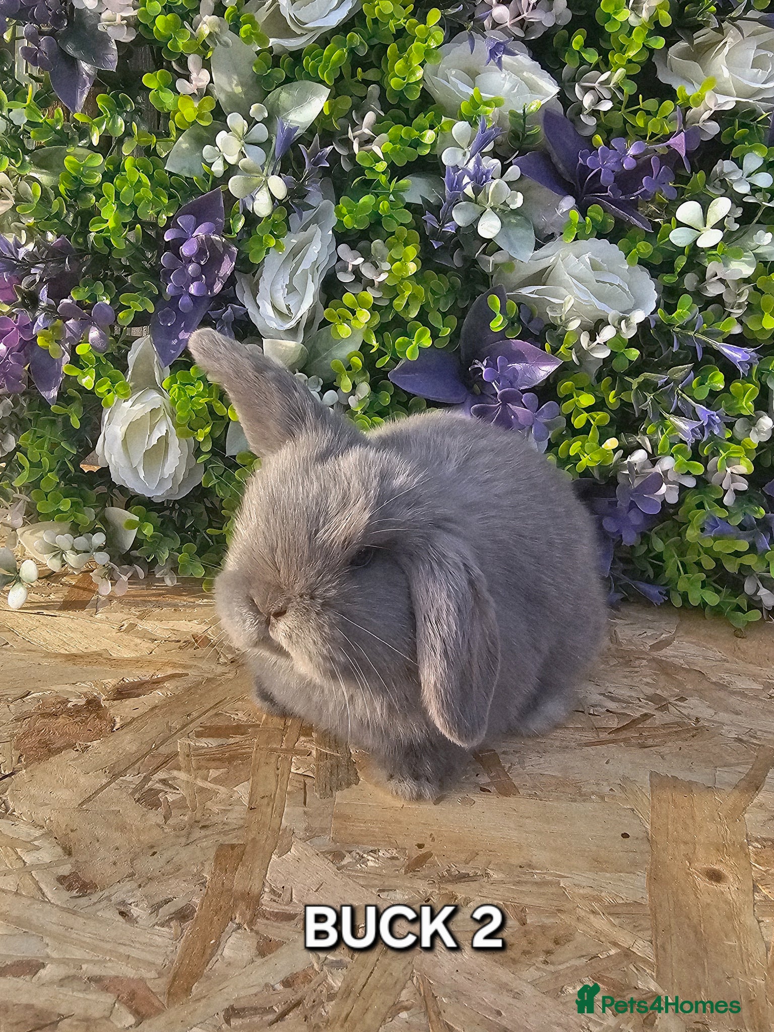 Mini Lop rabbits Beautiful Pure Bred Mini Lops - Advert 2