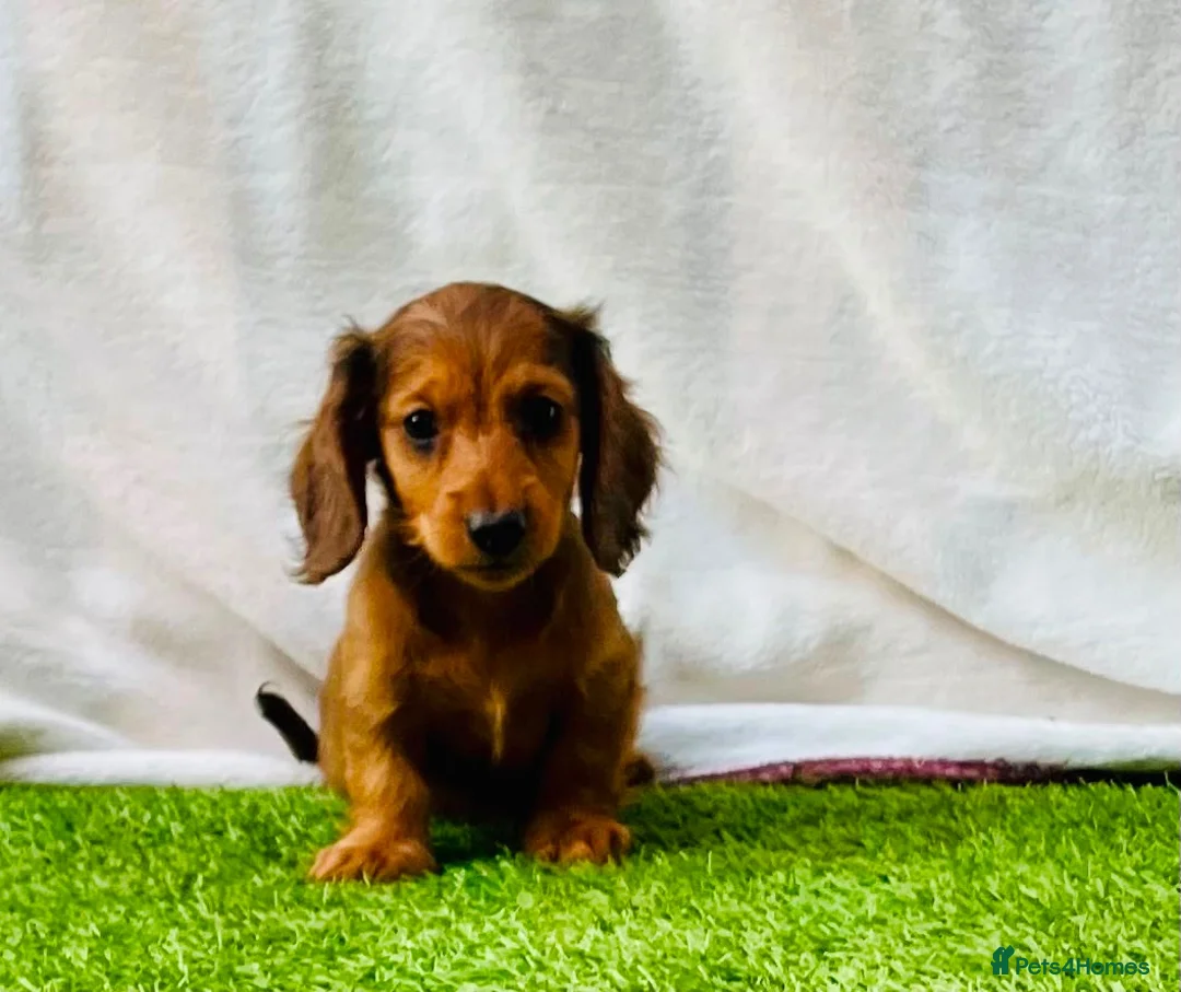 Miniature Dachshund dogs for sale: Long haired dachshund puppies  - Advert 14