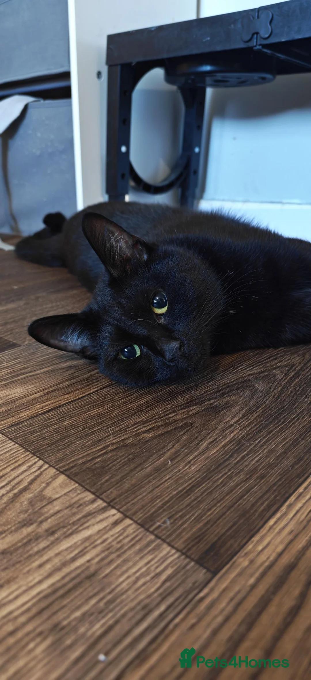 Mixed Breed cats for sale: Freddie - Advert 1