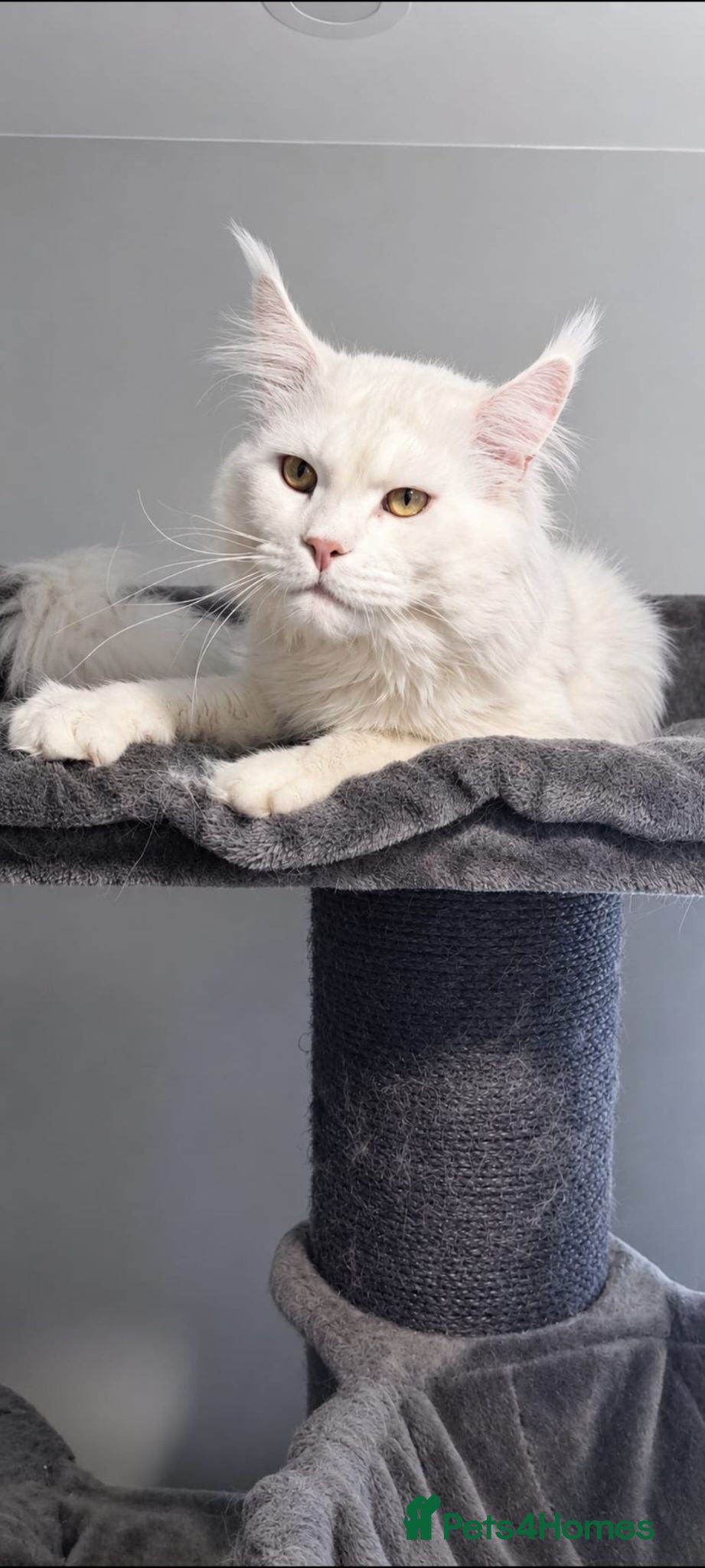 Maine Coon cats Maine coon stud service  - Advert 2