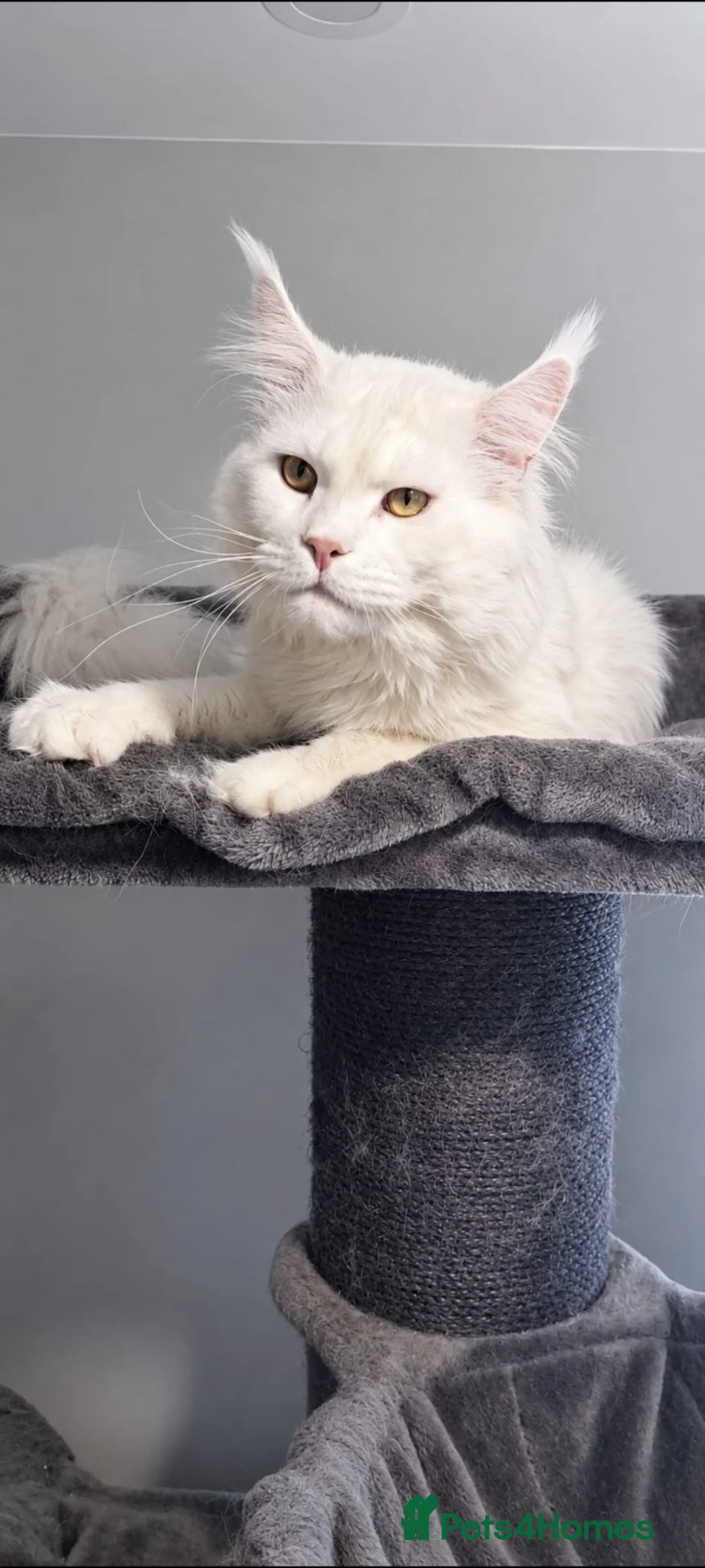 Maine Coon cats for stud: Maine coon stud service  - Advert 2