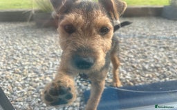 Lakeland Terrier dogs for sale: 5 months Lakeland Terrier girl pup Lottie - Image 2