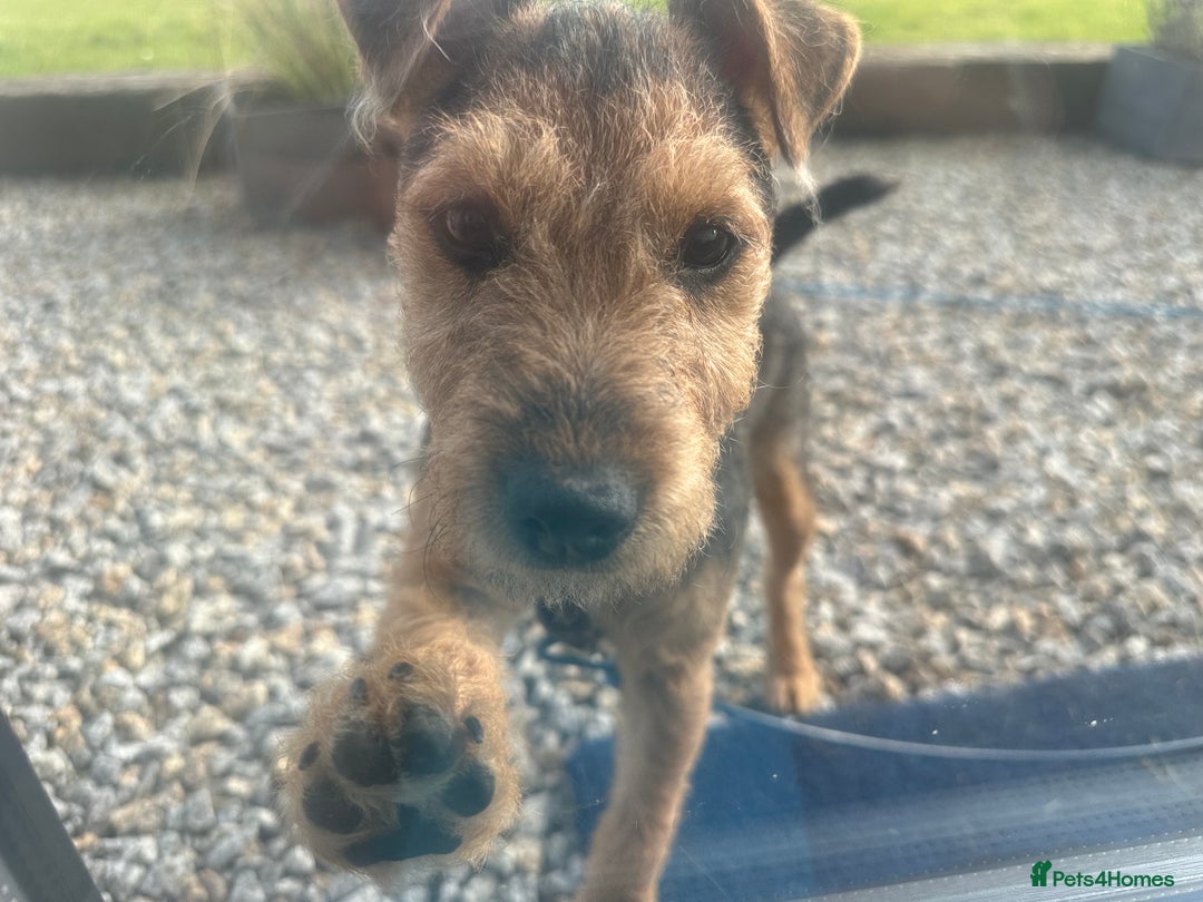 Lakeland Terrier dogs for sale: 5 months Lakeland Terrier girl pup Lottie - Image 2