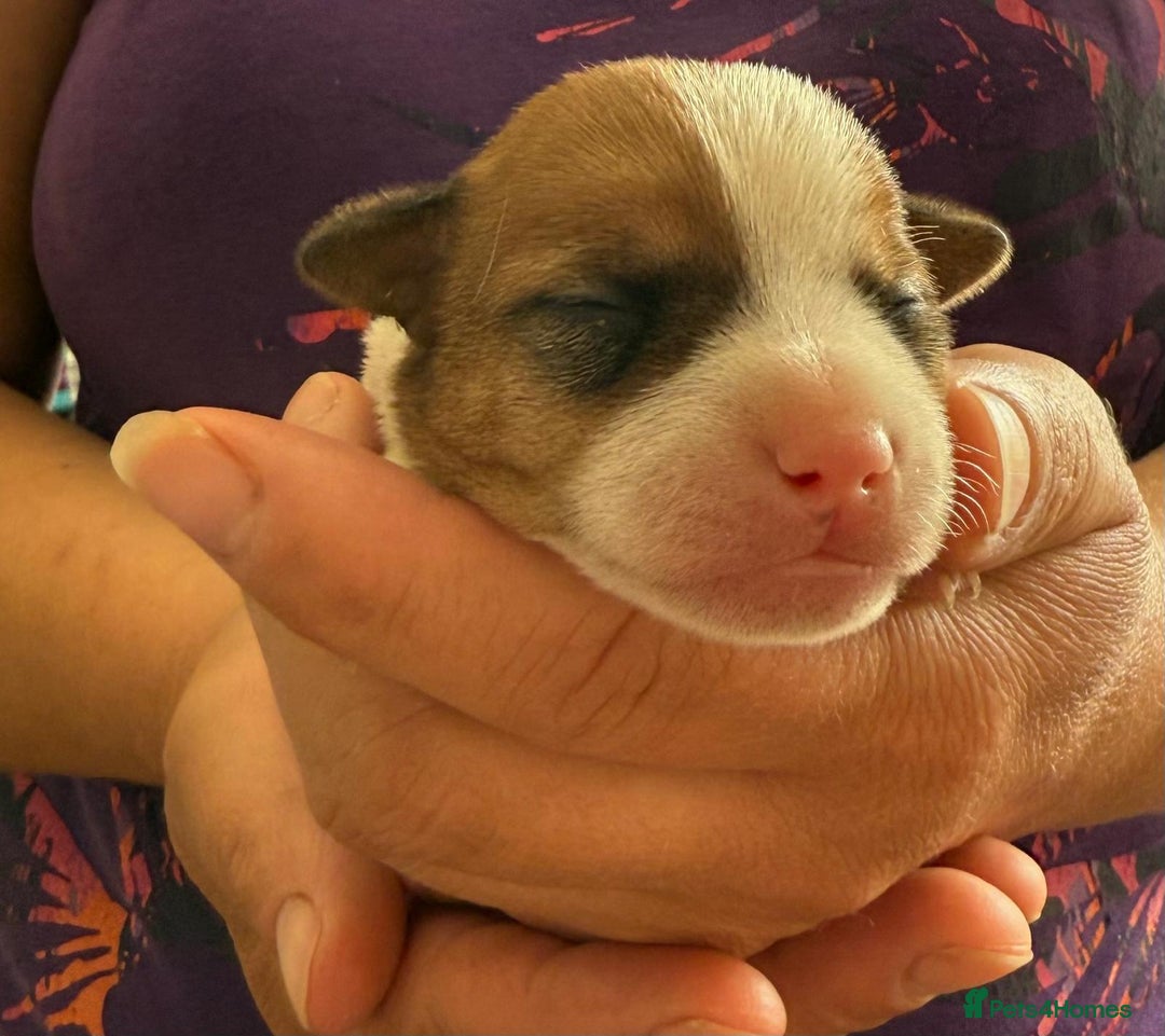 Jack Russell dogs for sale: Bred From Health Tested Parents - Image 5