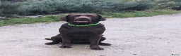 Labrador Retriever dogs for stud: Chocolate Carrying silver Labrador, Health Tested in Middlesbrough - Advert 2