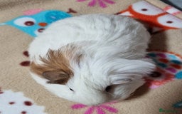 Guinea Pig rodents for sale: Two Stunning Sheltie Sows - Image 22