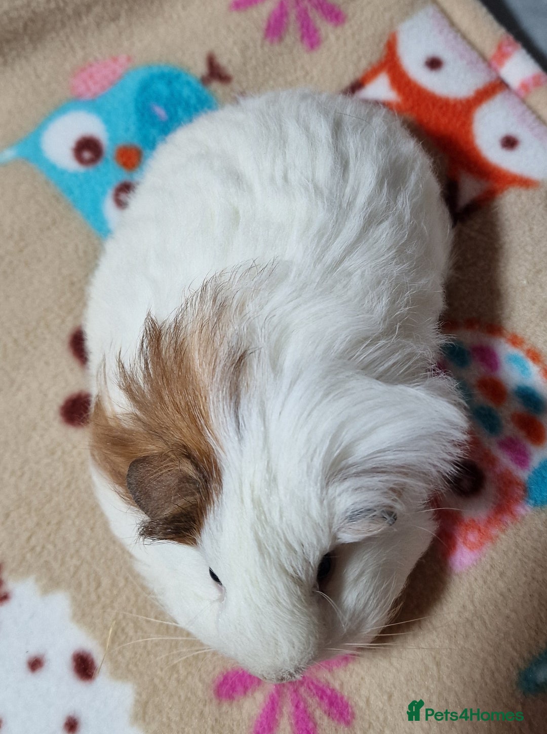 Guinea Pig rodents for sale: Two Stunning Sheltie Sows - Image 22