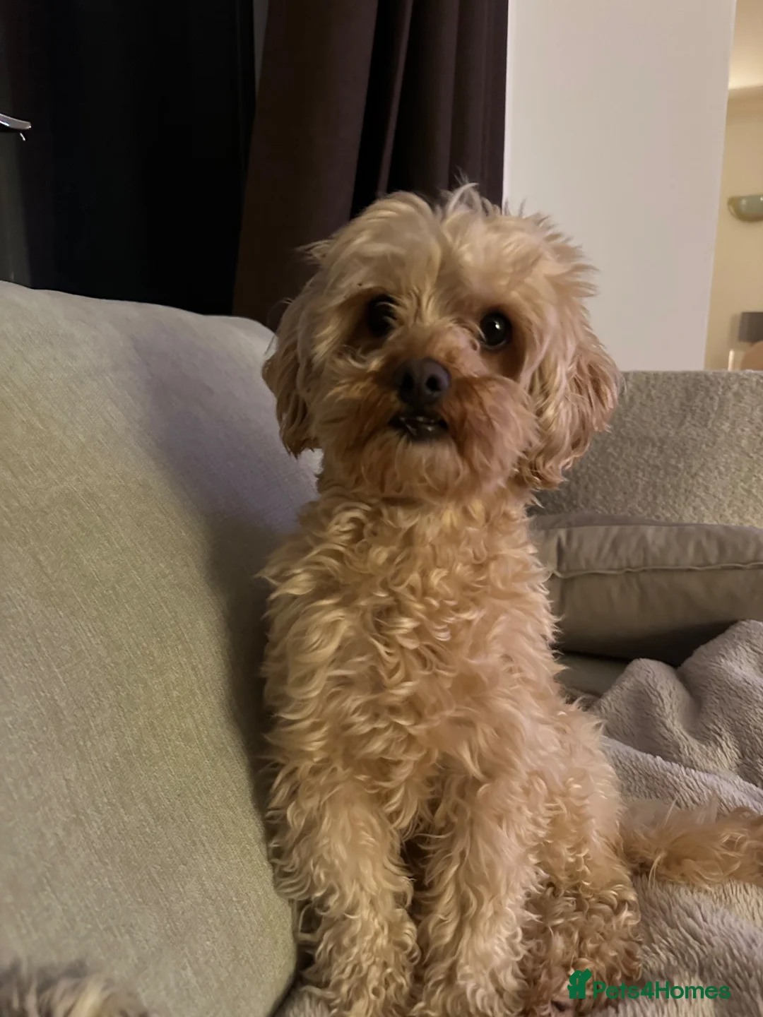 Cavapoo dogs for stud: Female Cavapoo in Liverpool - Advert 1